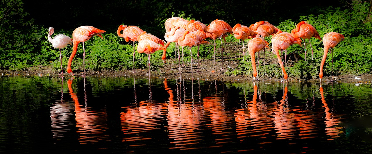 Flamingo, Ežeras, Krefeld, Zoologijos Sodas, Veidrodis, Raudona, Nemokamos Nuotraukos,  Nemokama Licenzija