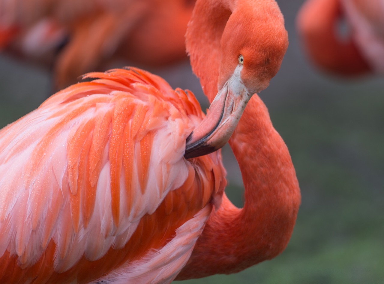 Flamingo, Oranžinė, Laukiniai, Laukinė Gamta, Spalva, Raudona, Afrika, Zoologijos Sodas, Plunksna, Paukštis