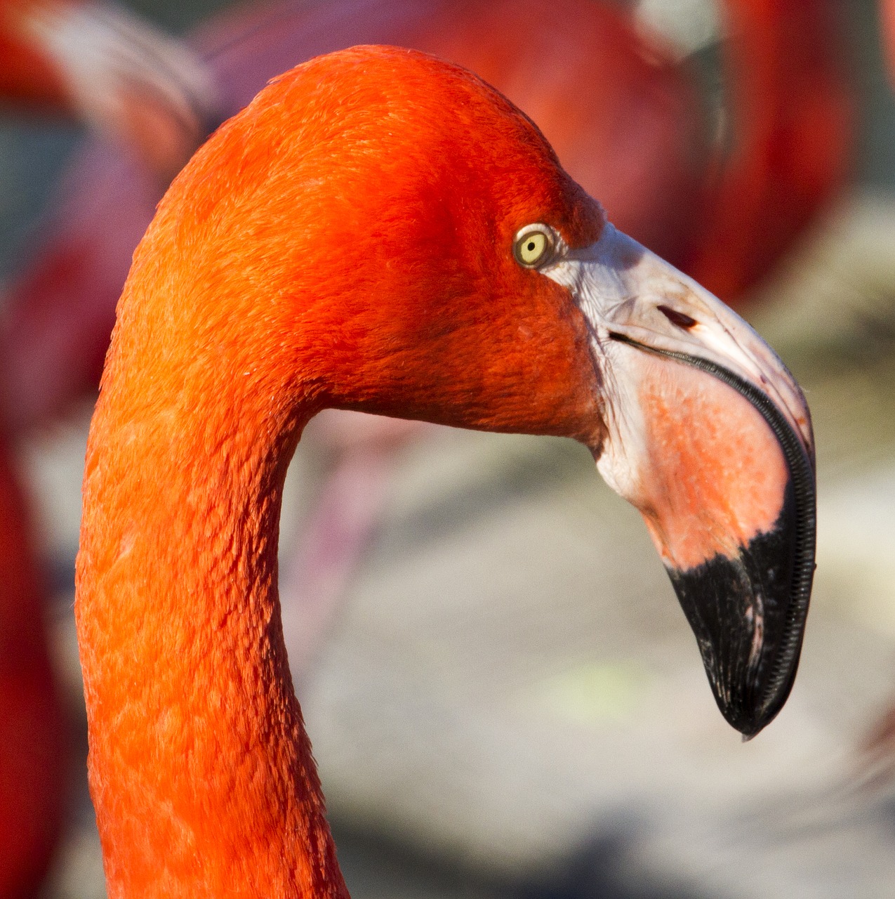 Flamingo, Zoologijos Sodas, Oranžinė, Paukštis, Afrika, Nemokamos Nuotraukos,  Nemokama Licenzija