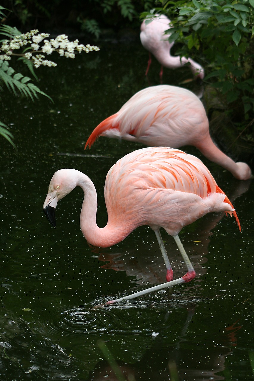 Flamingo, Paukščiai, Natūralus, Nemokamos Nuotraukos,  Nemokama Licenzija