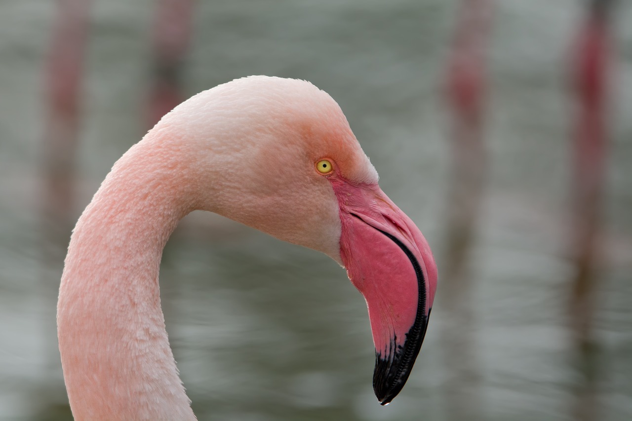 Flamingo, Paukštis, Rožinis Flamingas, Zoologijos Sodas, Sąskaitą, Padaras, Exot, Gamta, Nemokamos Nuotraukos,  Nemokama Licenzija