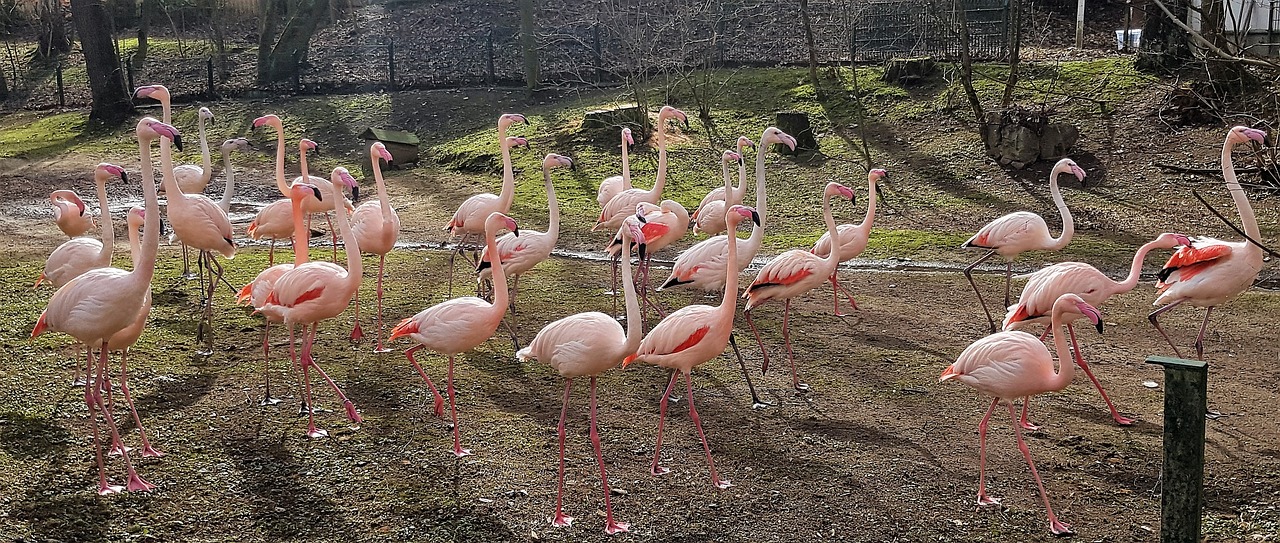 Flamingo, Flamingo Banda, Gyvulių Bandas, Flamingo Susitikimas, Familienzoo, De, Zoologijos Sodas, Flamingos Familienzoo, Nemokamos Nuotraukos,  Nemokama Licenzija