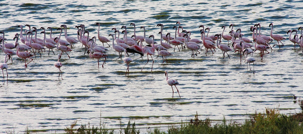 Flamingo, Rožinis, Paukštis, Gamta, Laukinė Gamta, Spalvinga, Afrika, Nemokamos Nuotraukos,  Nemokama Licenzija