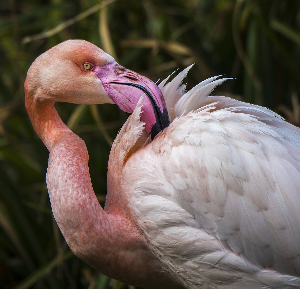 Flamingo, Egzotiškas, Paukštis, Sąskaitą, Plumėjimas, Rožinis, Nemokamos Nuotraukos,  Nemokama Licenzija