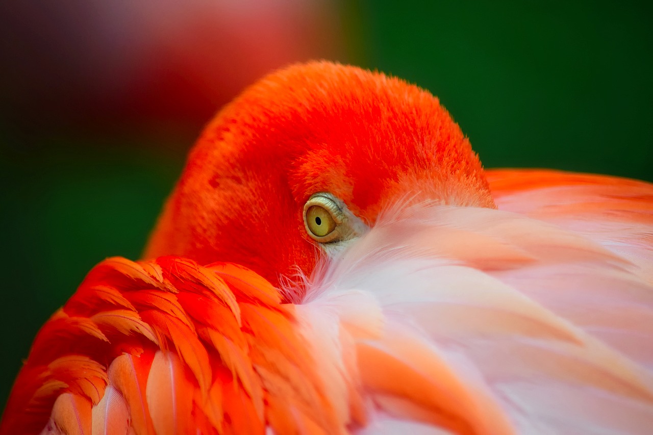 Flamingo, Paukštis, Laukinė Gamta, Spalvinga, Spalvos, Oranžinė, Makro, Iš Arti, Gamta, Lauke