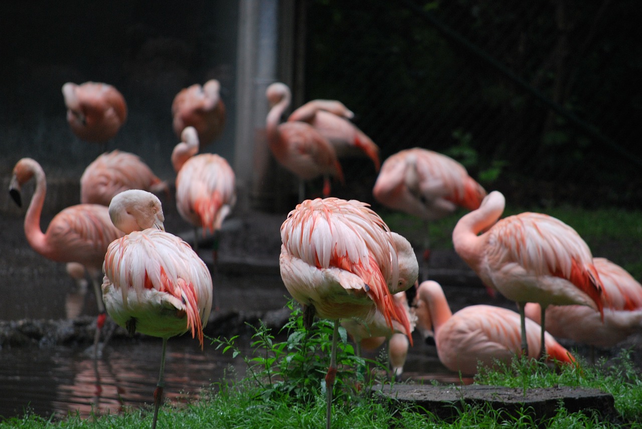Flamingo, Zoologijos Sodas, Vanduo, Nemokamos Nuotraukos,  Nemokama Licenzija