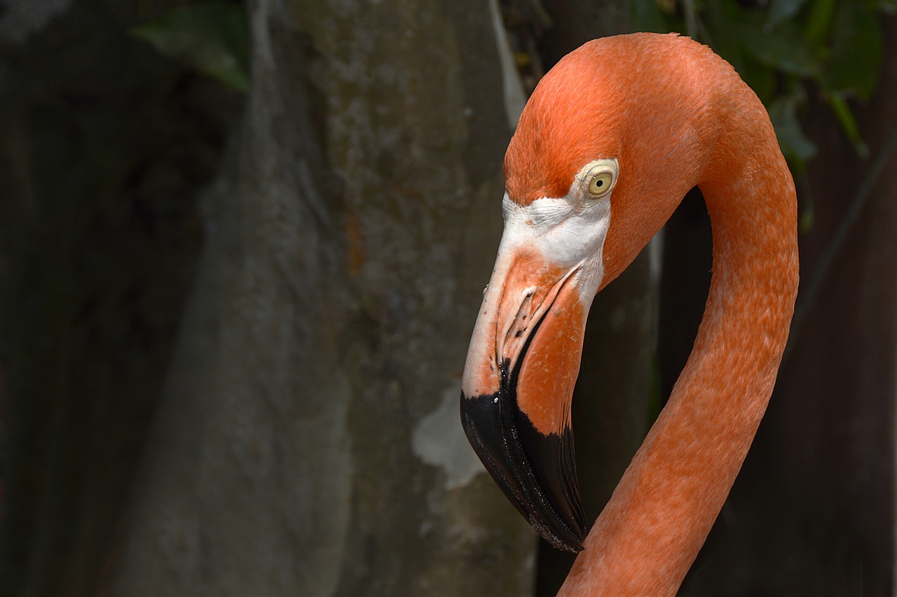 Flamingo, Lašiša Rožinė, Gyvūnas, Paukštis, Sąskaitą, Kaklas, Plunksna, Gamta, Padaras, Egzotiškas