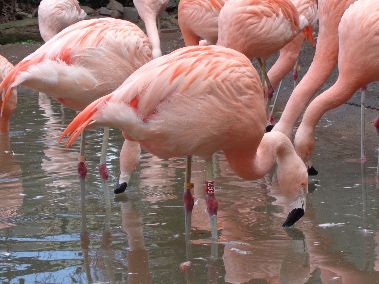 Flamingo, Paukščiai, Ežeras, Nemokamos Nuotraukos,  Nemokama Licenzija