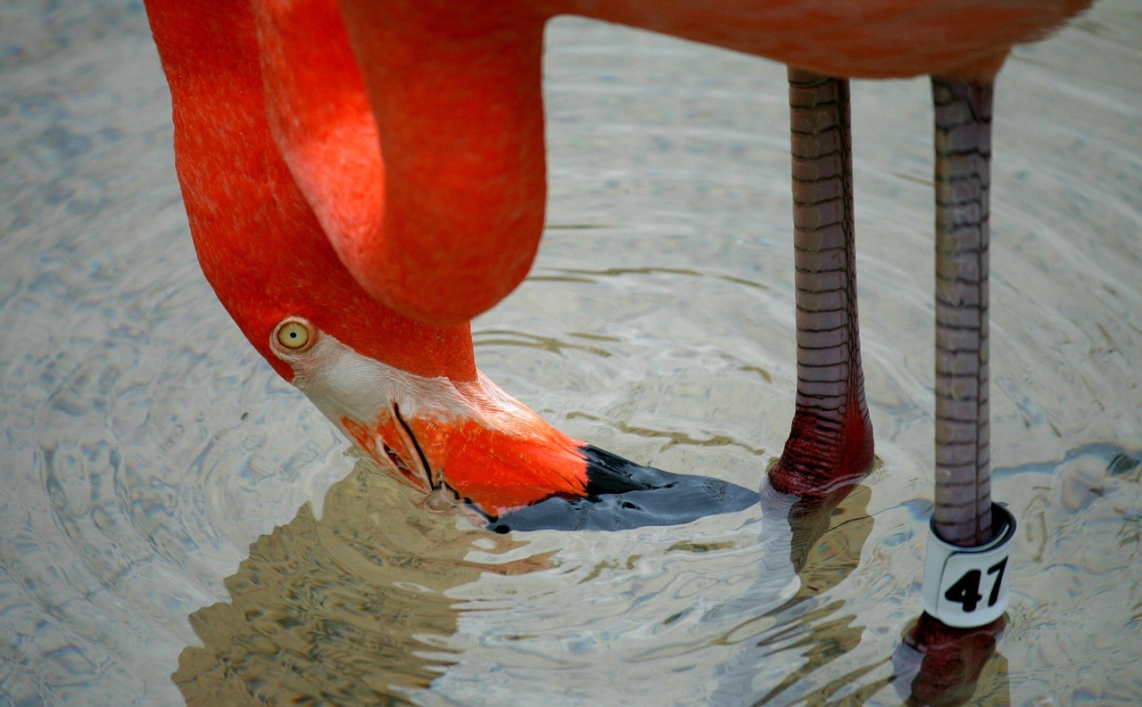 Flamingo, Paukštis, Paukščiai, Gamta, Atogrąžų, Egzotiškas, Rožinis, Gyvūnas, Laukiniai, Vasara