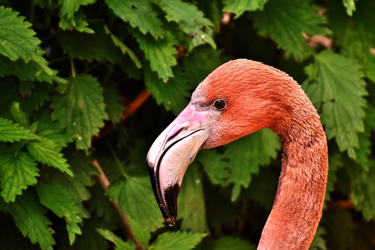 Flamingo, Paukštis, Spalvinga, Tierpark Hellabrunn, Munich, Nemokamos Nuotraukos,  Nemokama Licenzija