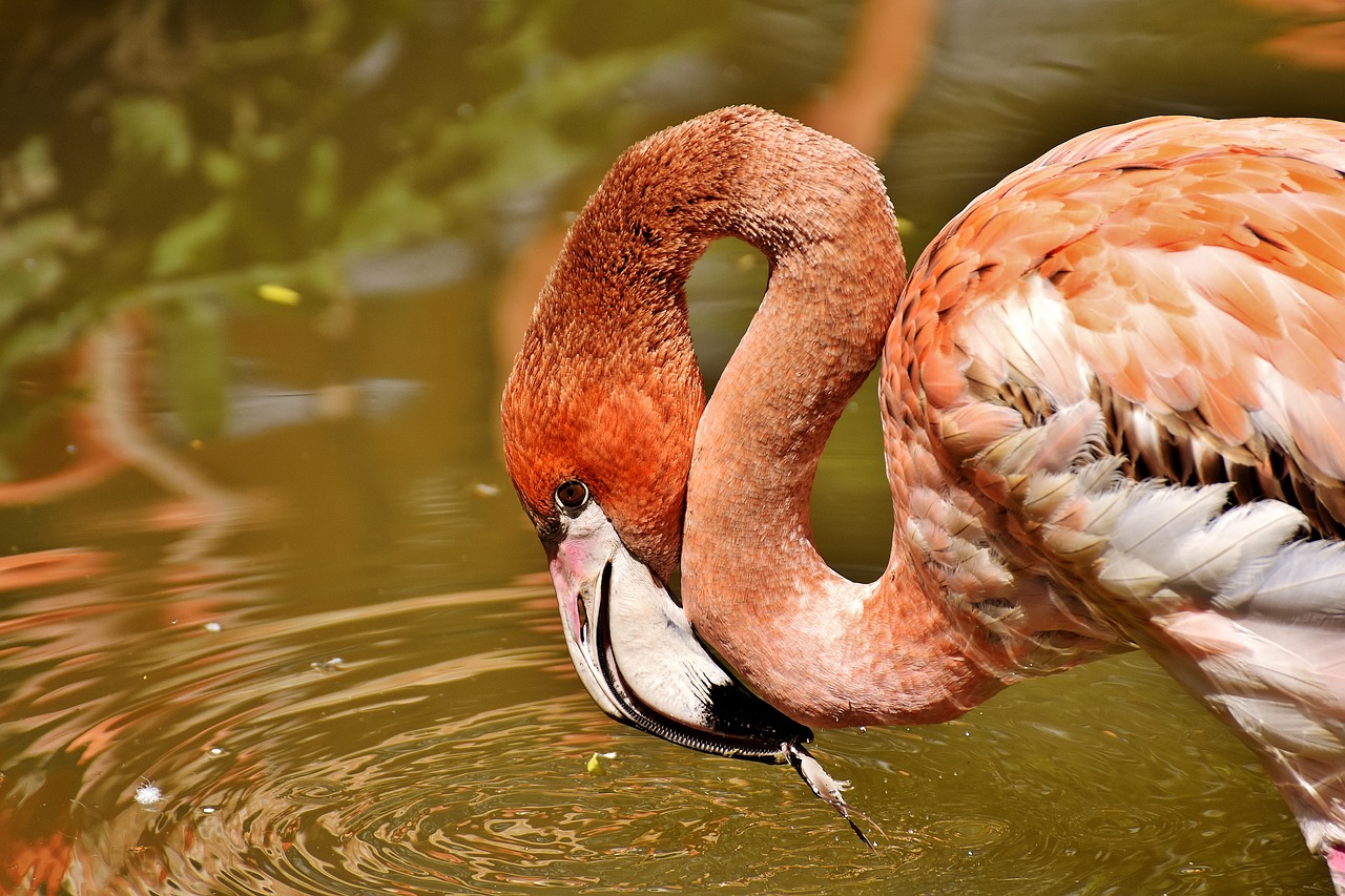 Flamingo, Paukščiai, Vandens Paukštis, Spalvinga, Gyvūnai, Plumėjimas, Gamta, Paukštis, Plunksna, Sąskaitą