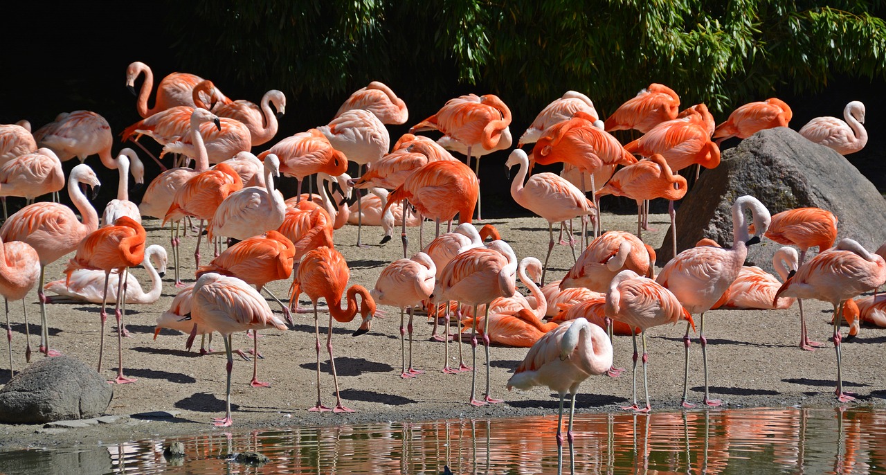 Flamingo, Paukštis, Rožinis Flamingas, Gamta, Gyvūnas, Plunksna, Rožinis, Paukščiai, Plumėjimas, Kartu