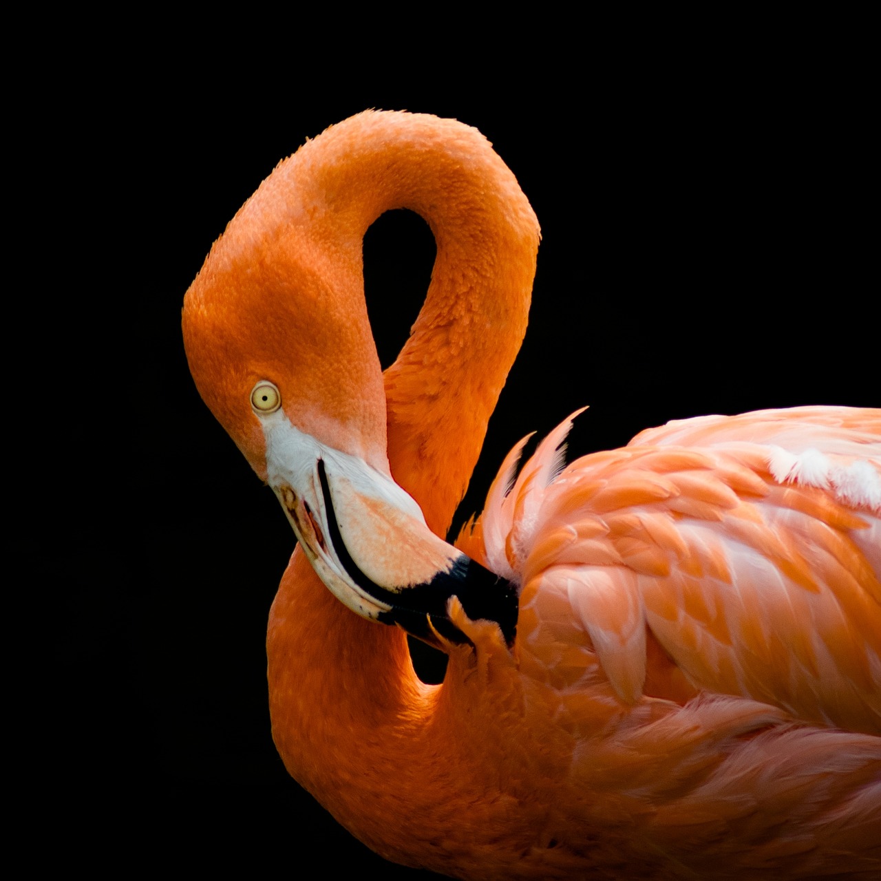 Flamingo, Paukštis, Rožinis, Egzotiškas, Atogrąžų, Spalvinga, Snapas, Plunksna, Kaklas, Gamta