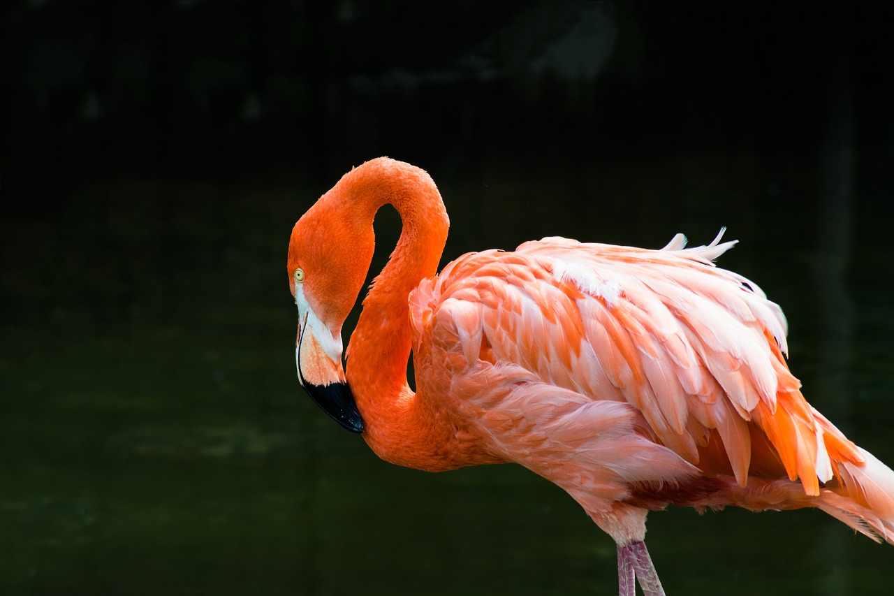 Flamingo, Paukštis, Rožinis, Egzotiškas, Atogrąžų, Spalvinga, Snapas, Plunksna, Kaklas, Gamta
