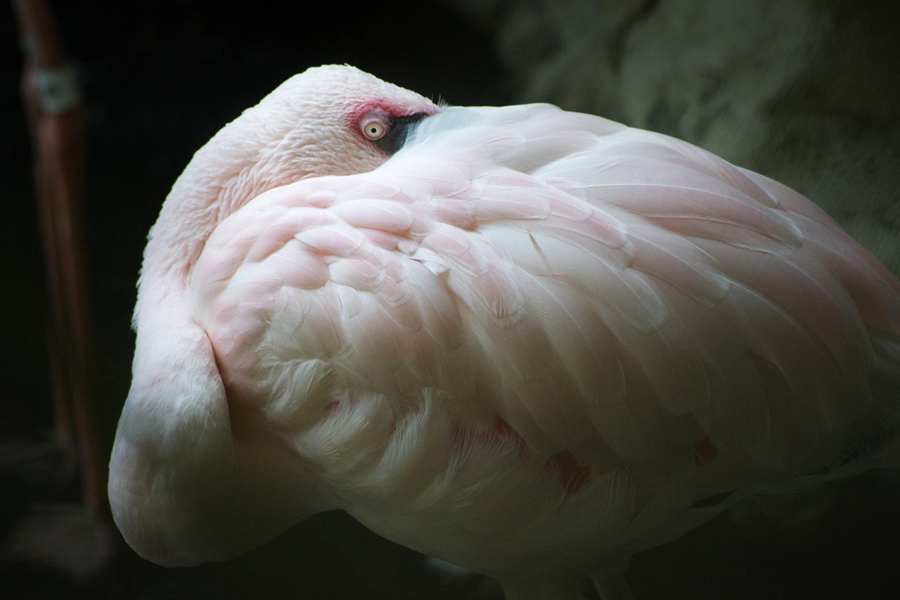 Flamingo, Zoologijos Sodas, Paukštis, Gamta, Laukiniai, Gyvūnas, Laukinė Gamta, Rožinis, Atogrąžų, Egzotiškas