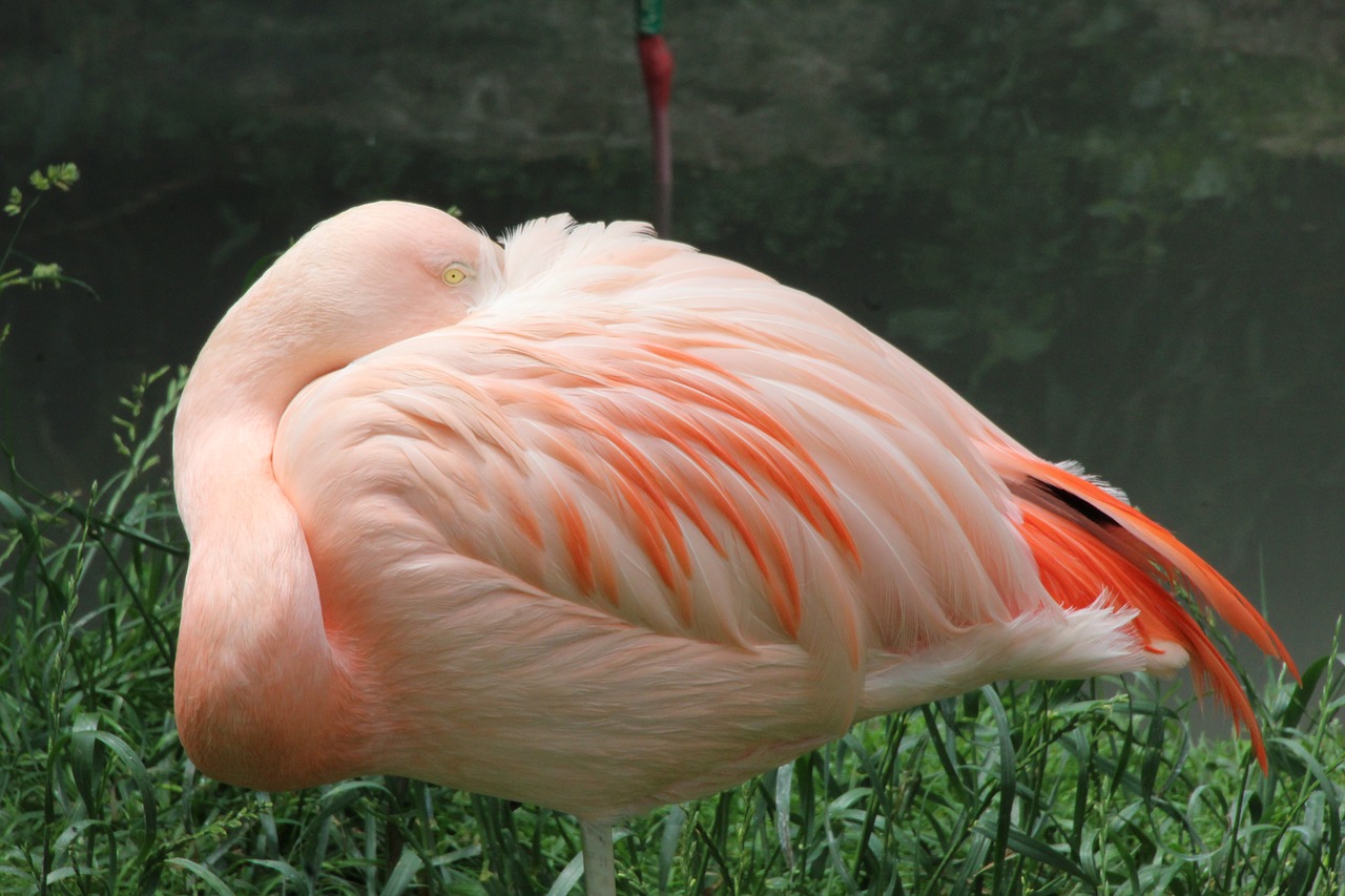 Flamingo, Rožinis, Rožinis Flamingas, Vandens Paukštis, Nemokamos Nuotraukos,  Nemokama Licenzija