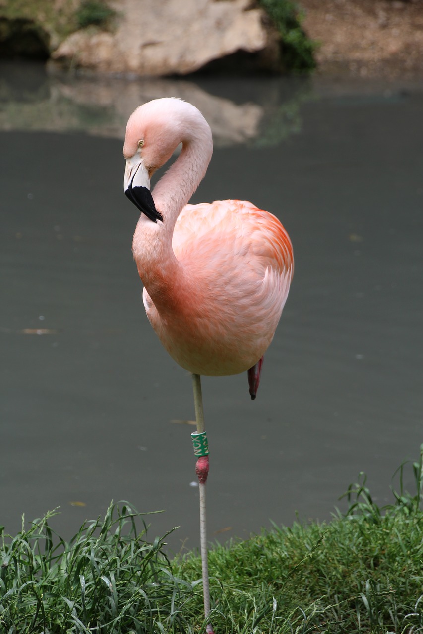 Flamingo, Rožinis, Rožinis Flamingas, Vandens Paukštis, Plumėjimas, Nemokamos Nuotraukos,  Nemokama Licenzija