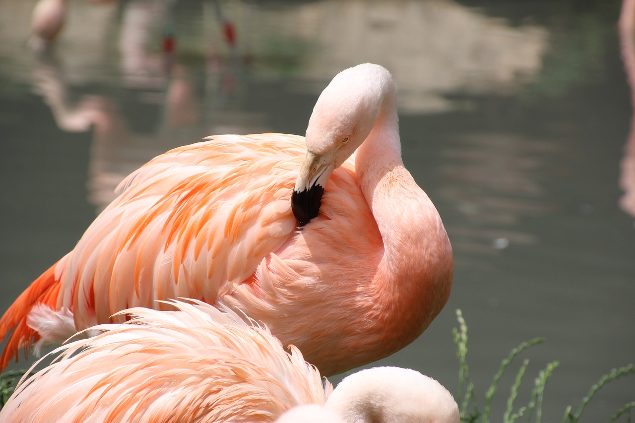 Flamingo, Rožinis, Rožinis Flamingas, Nemokamos Nuotraukos,  Nemokama Licenzija