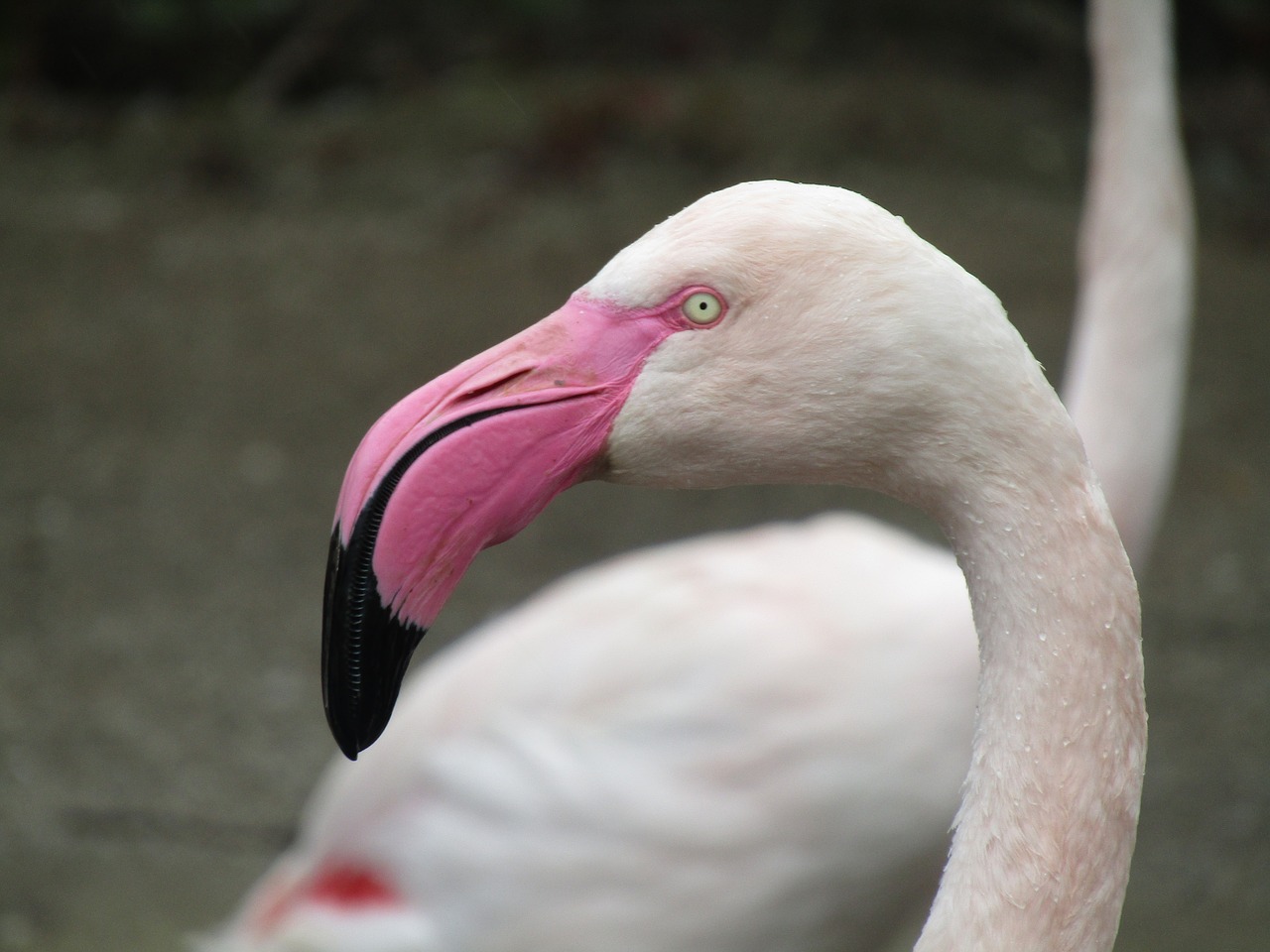 Flamingo, Paukštis, Rožinis, Egzotiškas, Rožinis Flamingas, Vandens Paukštis, Nemokamos Nuotraukos,  Nemokama Licenzija