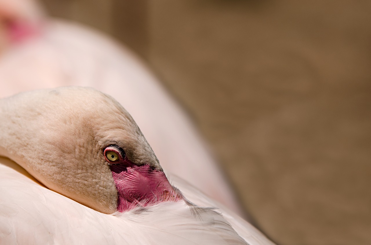 Flamingo, Paukštis, Vandens Paukštis, Rožinis Flamingas, Rožinis, Egzotinė Paukštis, Miegoti, Spustelėkite, Poilsis, Pertrauka