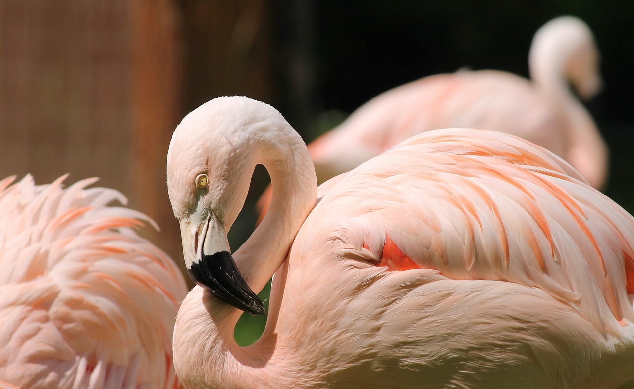Flamingo, Rožinis, Rožinis Flamingas, Vandens Paukštis, Paukštis, Plumėjimas, Plunksna, Gamta, Zoologijos Sodas, Romantiškas