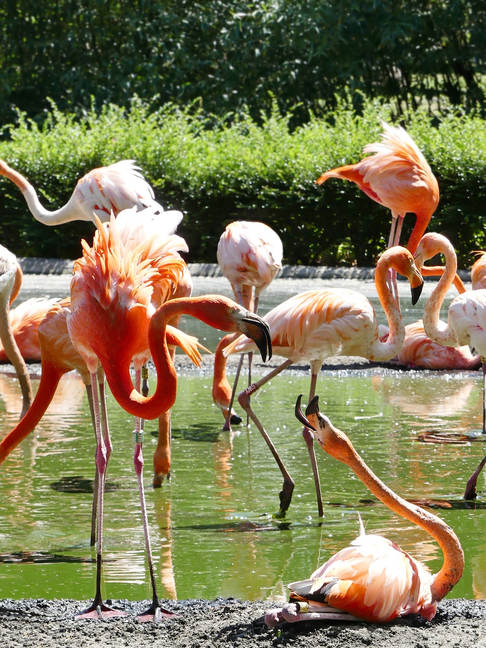 Flamingo, Flamingos, Rožinis, Paukštis, Zoologijos Sodas, Rožinis Flamingas, Sąskaitą, Vandens Paukštis, Gamta, Egzotiškas