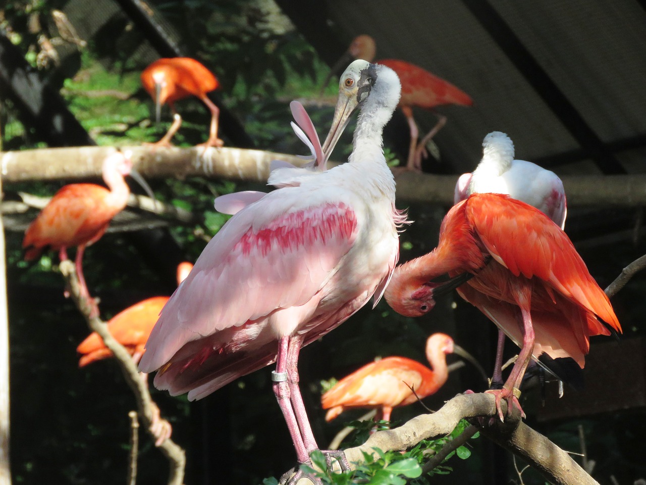 Flamingo, Vandens Paukščiai, Egzotiški Paukščiai, Flamingos, Rožinis Flamingas, Paukščiai, Gamta, Ilgas Kojas, Ilga Nosis, Didelis Paukštis