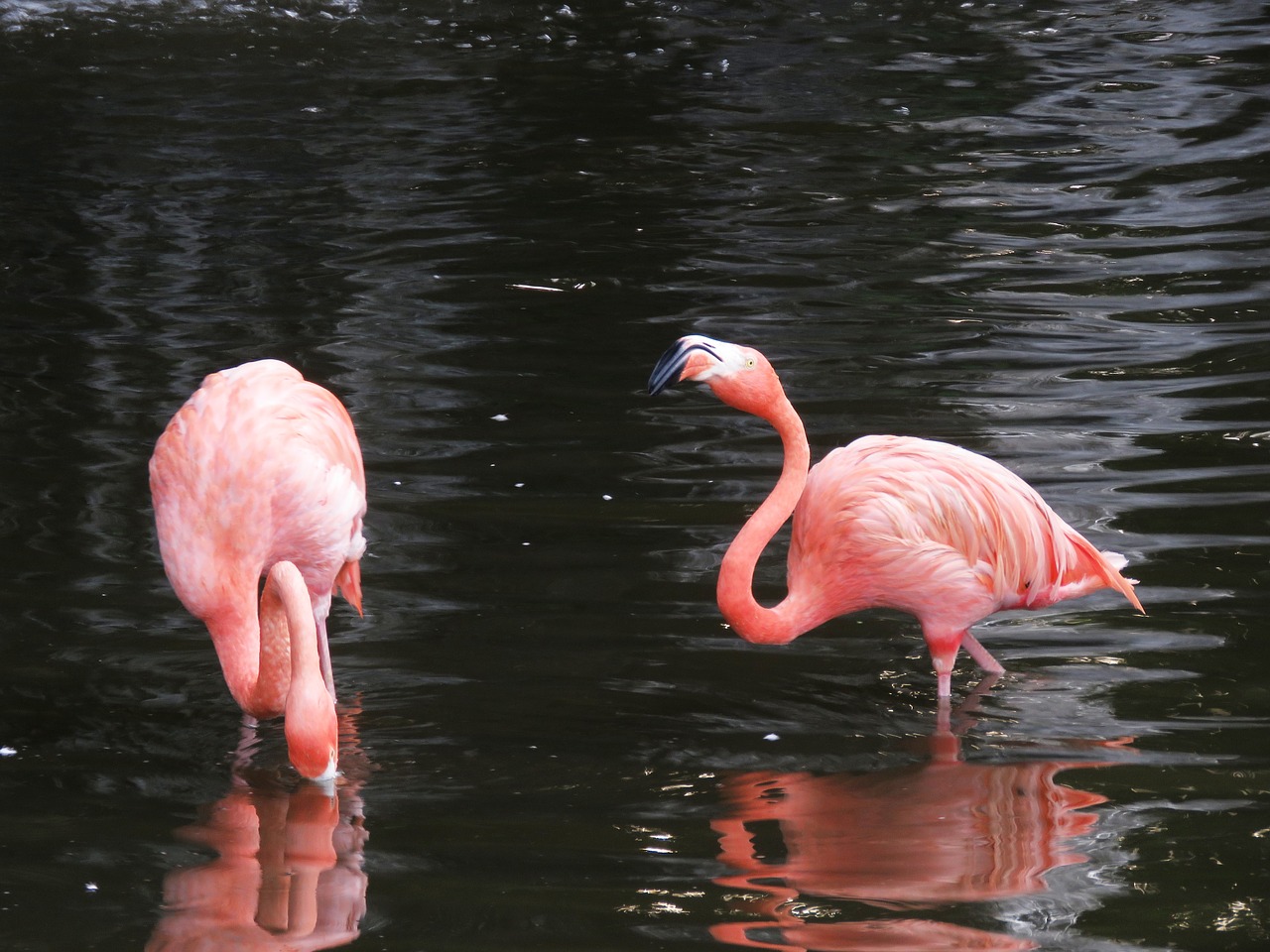 Flamingo, Vandens Paukščiai, Egzotiški Paukščiai, Flamingos, Rožinis Flamingas, Paukščiai, Gamta, Ilgas Kojas, Ilga Nosis, Didelis Paukštis