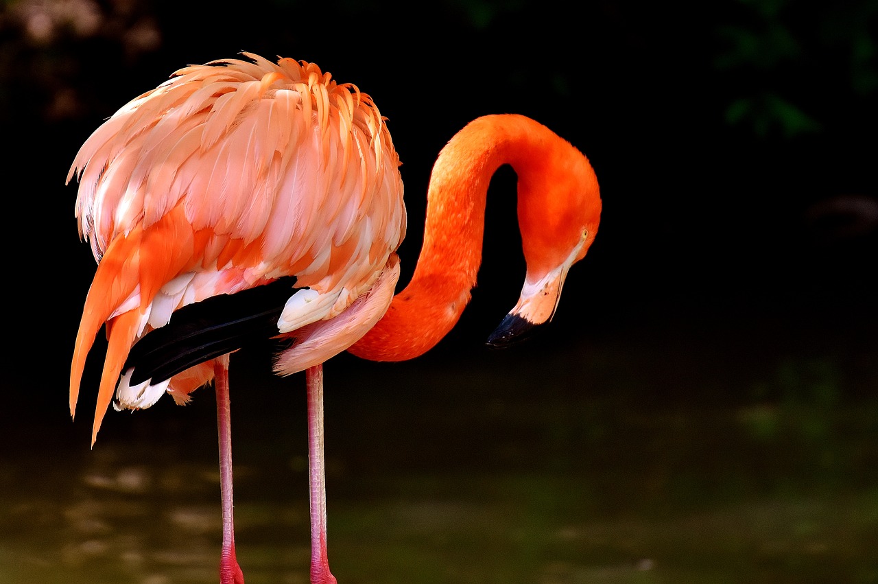 Flamingo, Paukščiai, Vandens Paukštis, Spalvinga, Gyvūnai, Plumėjimas, Gamta, Paukštis, Plunksna, Sąskaitą