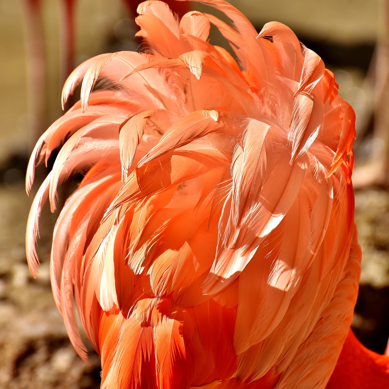 Flamingo, Paukščiai, Vandens Paukštis, Spalvinga, Gyvūnai, Plumėjimas, Gamta, Paukštis, Plunksna, Sąskaitą