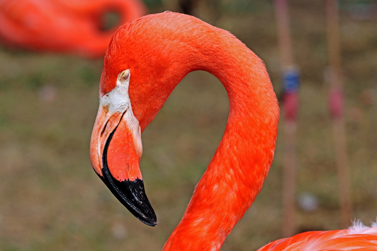 Flamingo, Paukštis, Rožinis Flamingas, Gamta, Zoologijos Sodas, Vandens Paukštis, Rožinis, Gyvūnas, Plunksna, Plumėjimas