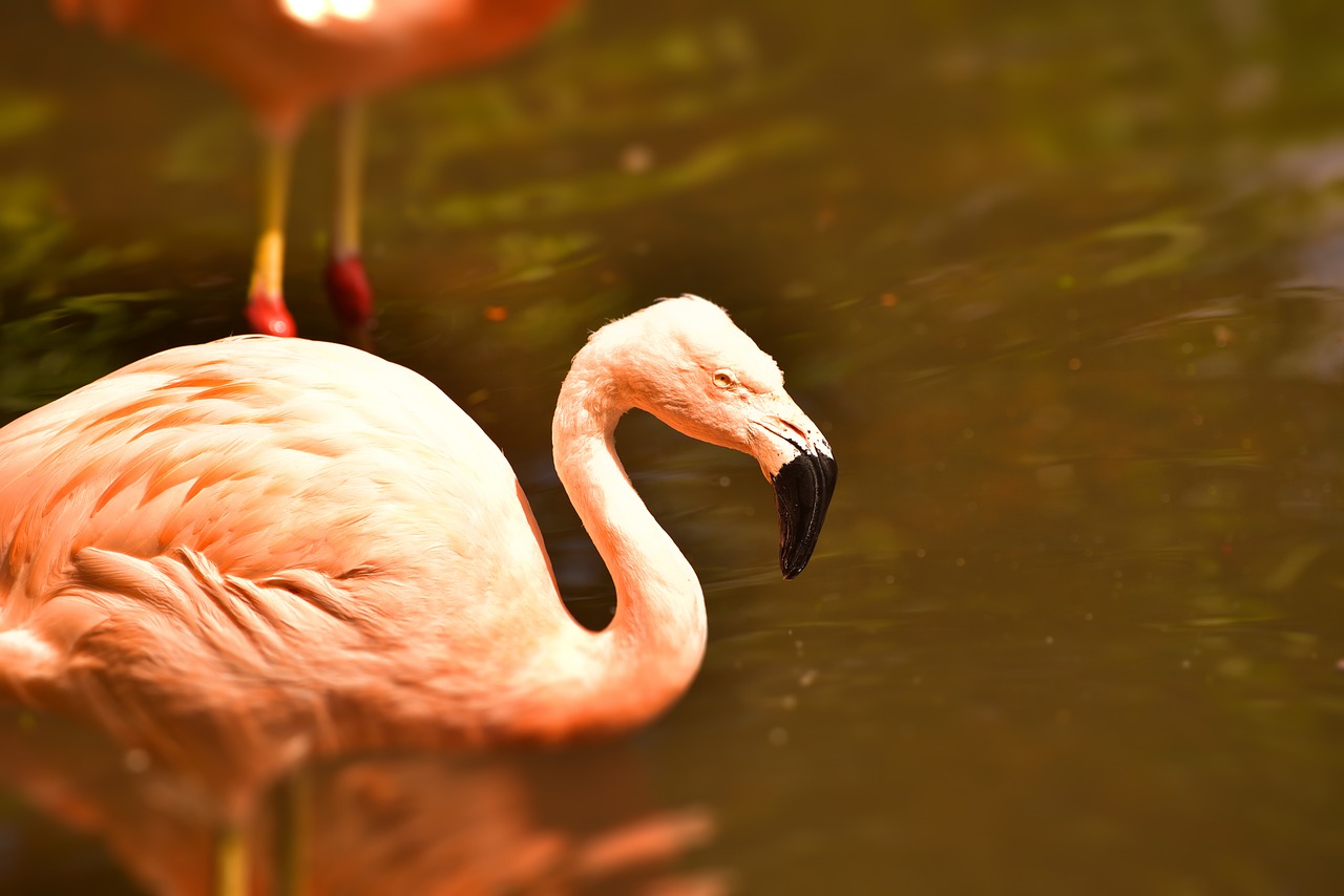 Flamingo, Rožinis, Rožinis Flamingas, Vandens Paukštis, Paukštis, Plumėjimas, Plunksna, Gamta, Romantiškas, Padaras