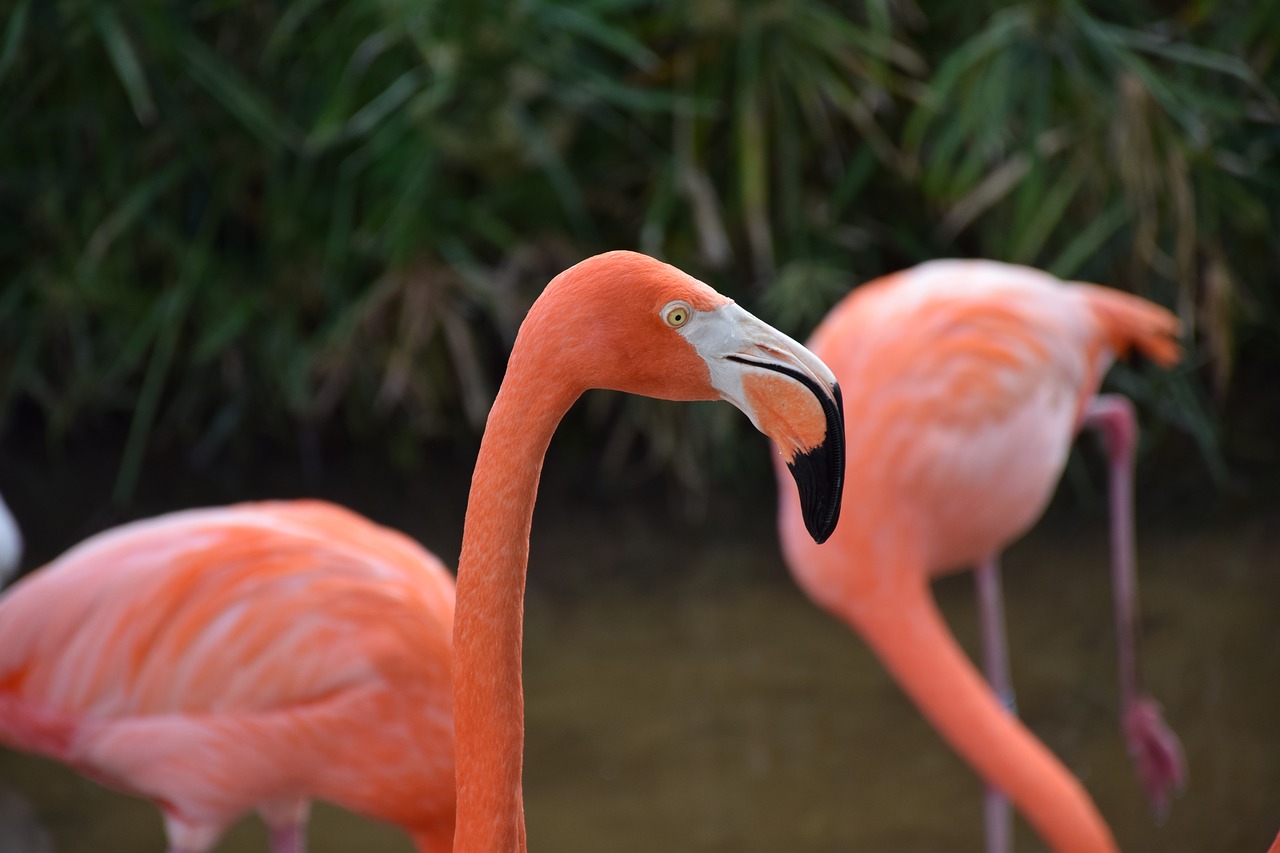Flamingo, Portretas, Galva, Iš Arti, Rožinis, Vada, Gatorland, Orlando, Florida, Nemokamos Nuotraukos