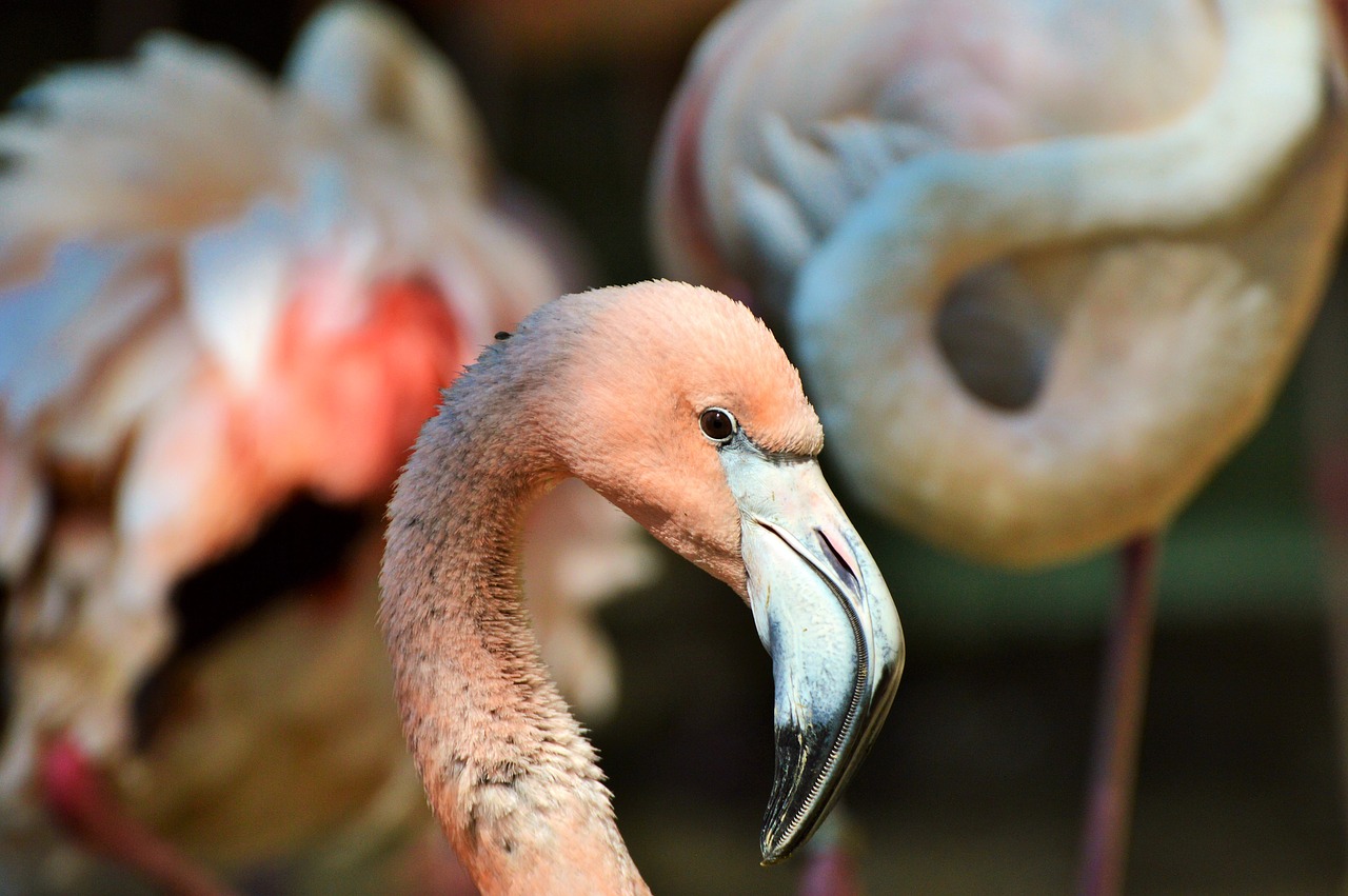 Flamingo, Paukštis, Rožinis, Sąskaitą, Plumėjimas, Plunksna, Paukščiai, Gyvūnas, Vandens Paukštis, Egzotinė Paukštis