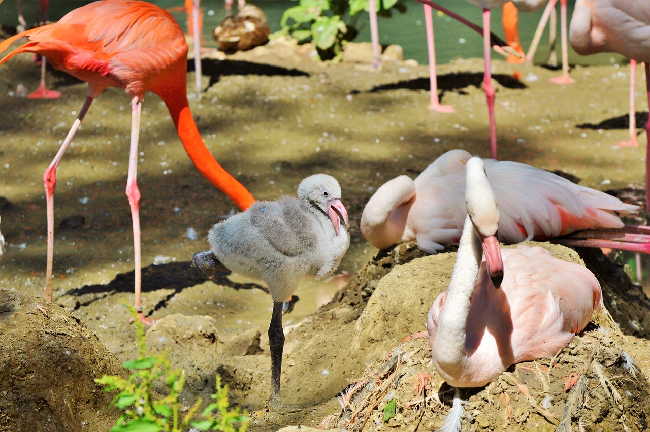 Flamingo, Viščiukai, Jaunas Flamingas, Paukštis, Rožinis, Sąskaitą, Plumėjimas, Plunksna, Paukščiai, Gyvūnas