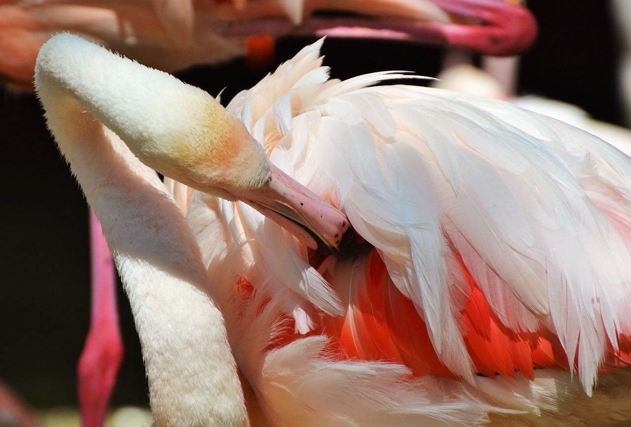 Flamingo, Paukštis, Rožinis, Sąskaitą, Plumėjimas, Plunksna, Paukščiai, Gyvūnas, Vandens Paukštis, Egzotinė Paukštis