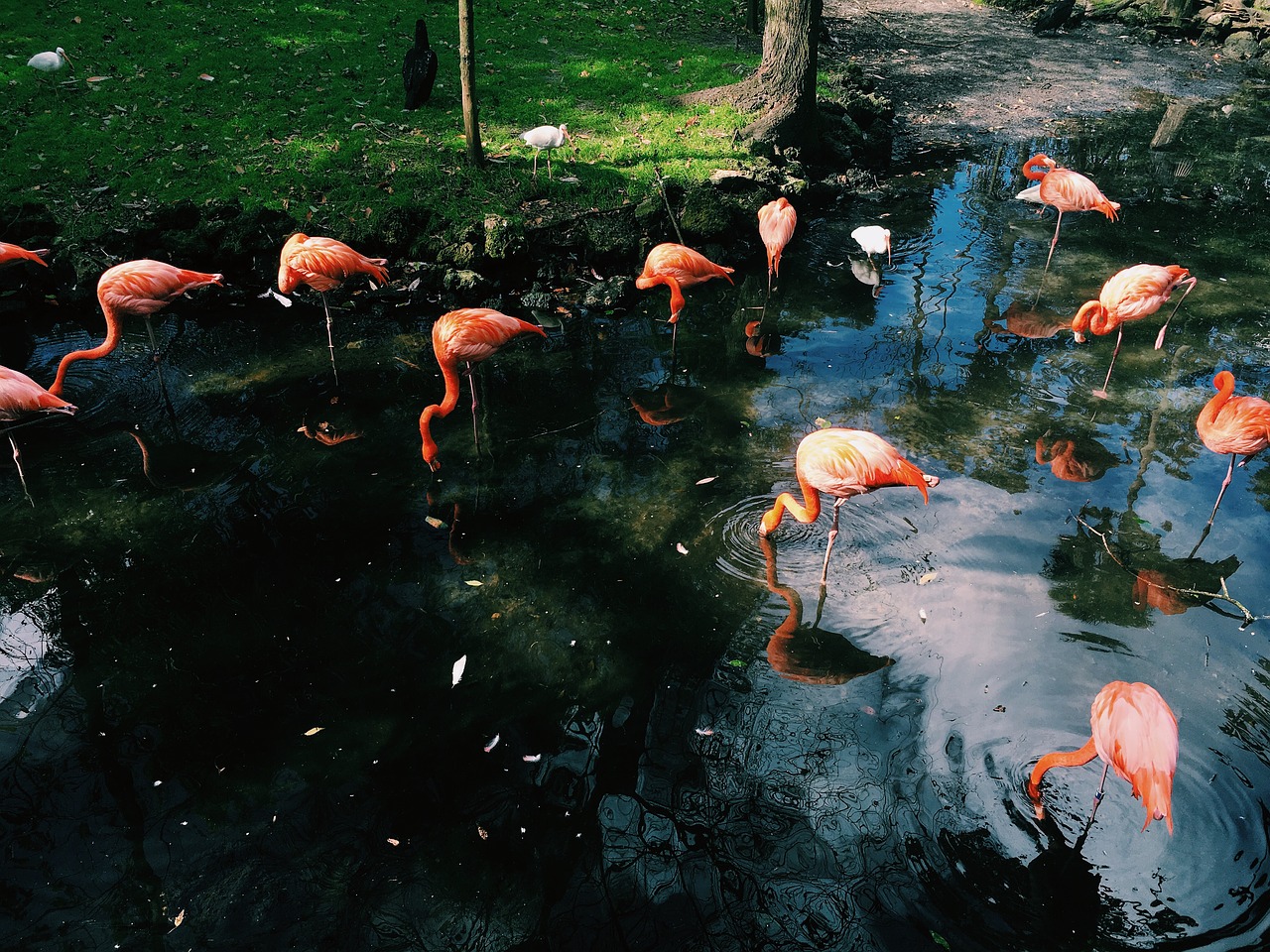 Flamingo, Paukštis, Gyvūnas, Ežeras, Vanduo, Žalias, Žolė, Gamta, Nemokamos Nuotraukos,  Nemokama Licenzija