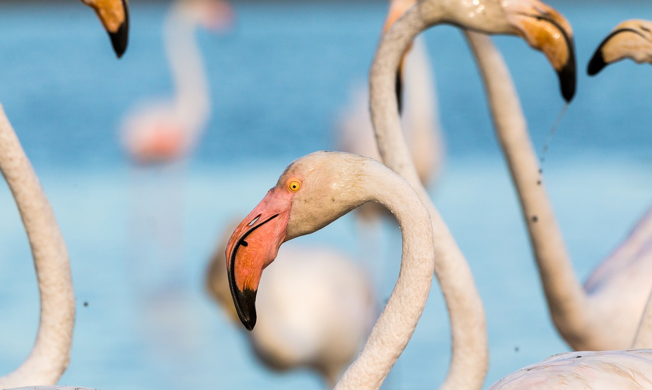 Flamingo, Flamingos, France, Laukiniai, Rožinis, Vandens Paukštis, Gamta, Egzotiškas, Gyvūnas, Atogrąžų