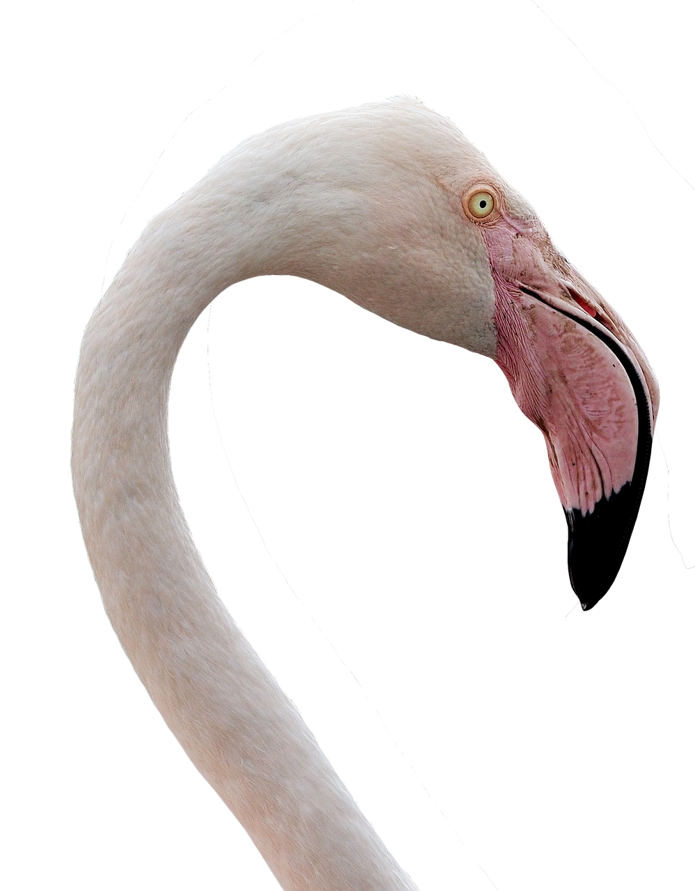 Flamingo, Vandens Paukštis, Sąskaitą, Rožinis, Paukštis, Rožinis Flamingas, Didelis Snapas, Plumėjimas, Kaklas, Didelis