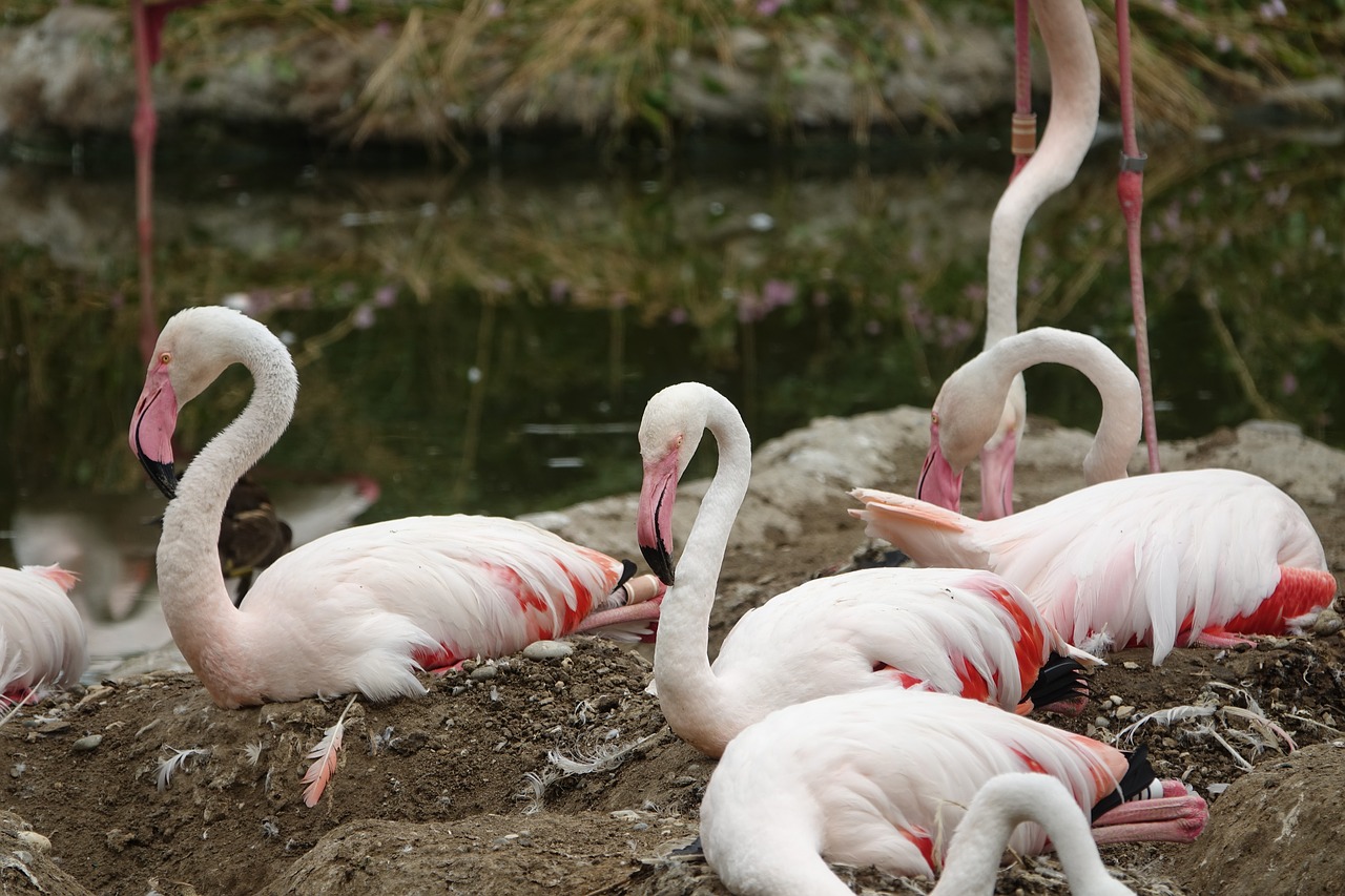 Flamingo, Paukštis, Afrika, Safari, Nacionalinis Parkas, Laukinis Gyvūnas, Juostelės, Gyvūnas, Juoda Ir Balta, Zebra Juostelės