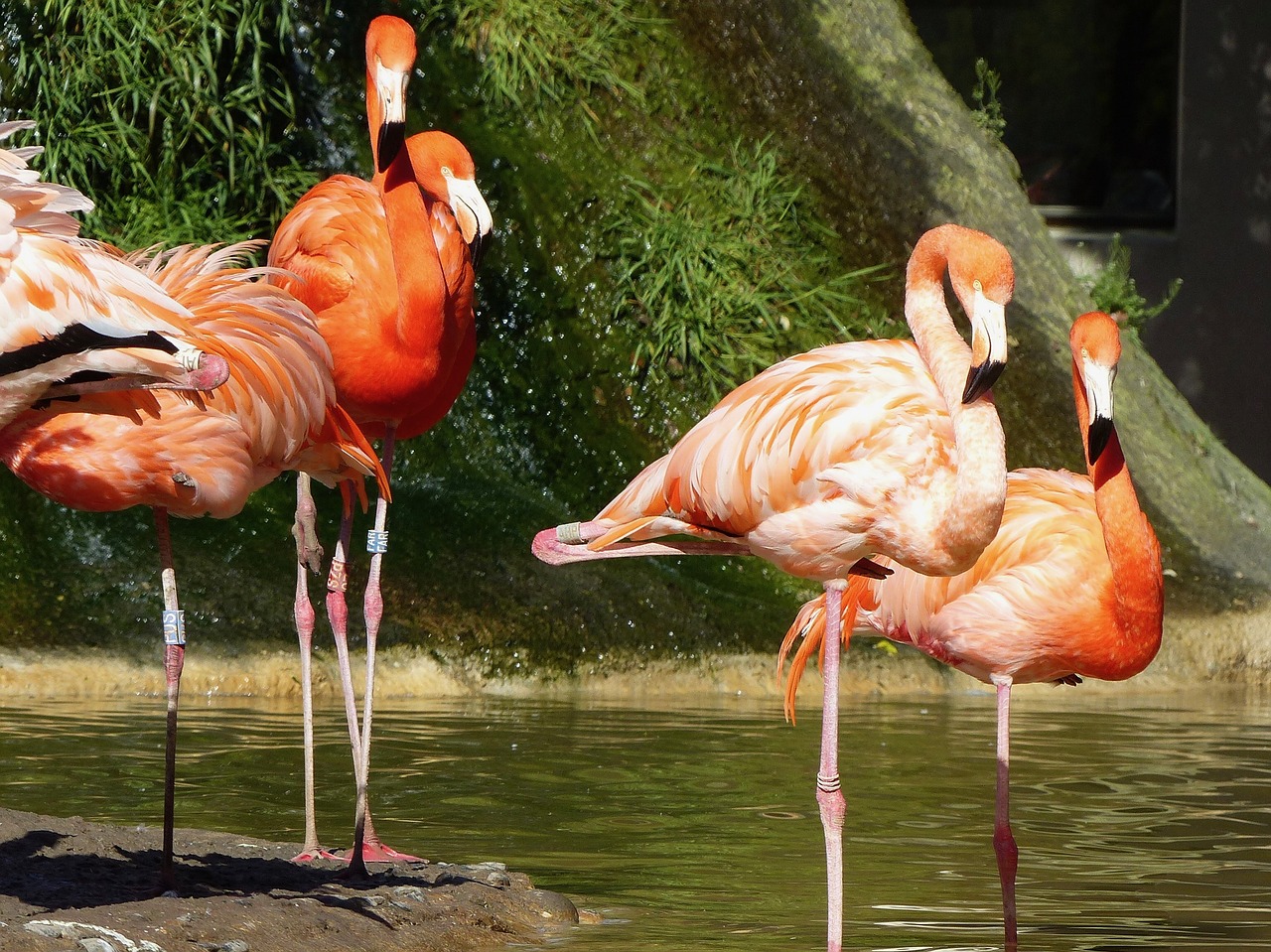 Flamingo, Rožinis, Rožinis Flamingas, Paukščiai, Flamingos, Gyvūnai, Zoologijos Sodas, Gyvūnas, Plumėjimas, Wader