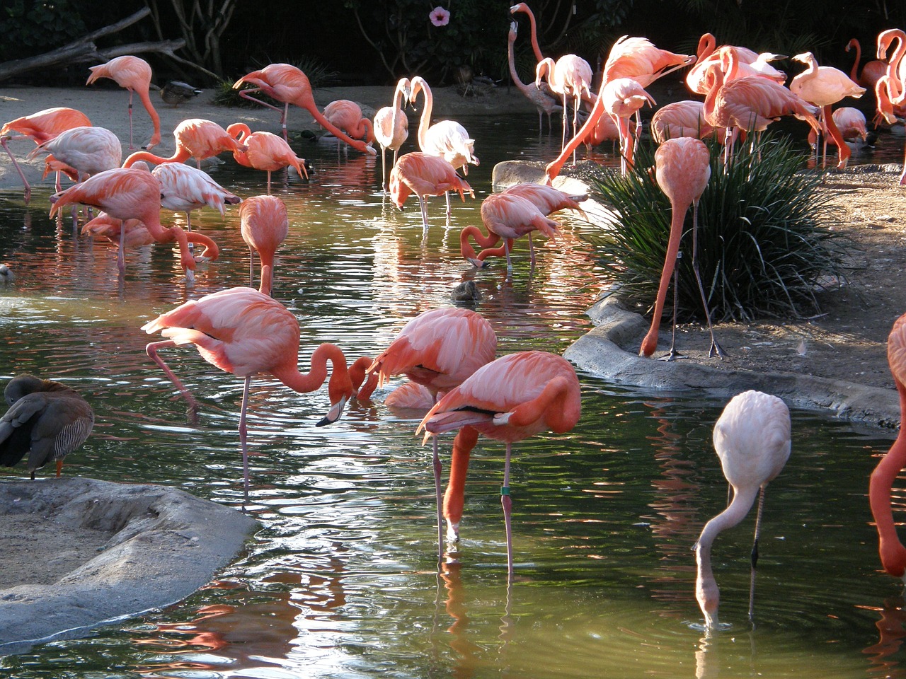 Flamingo, Paukštis, Gamta, Atogrąžų, Rožinis, Nemokamos Nuotraukos,  Nemokama Licenzija