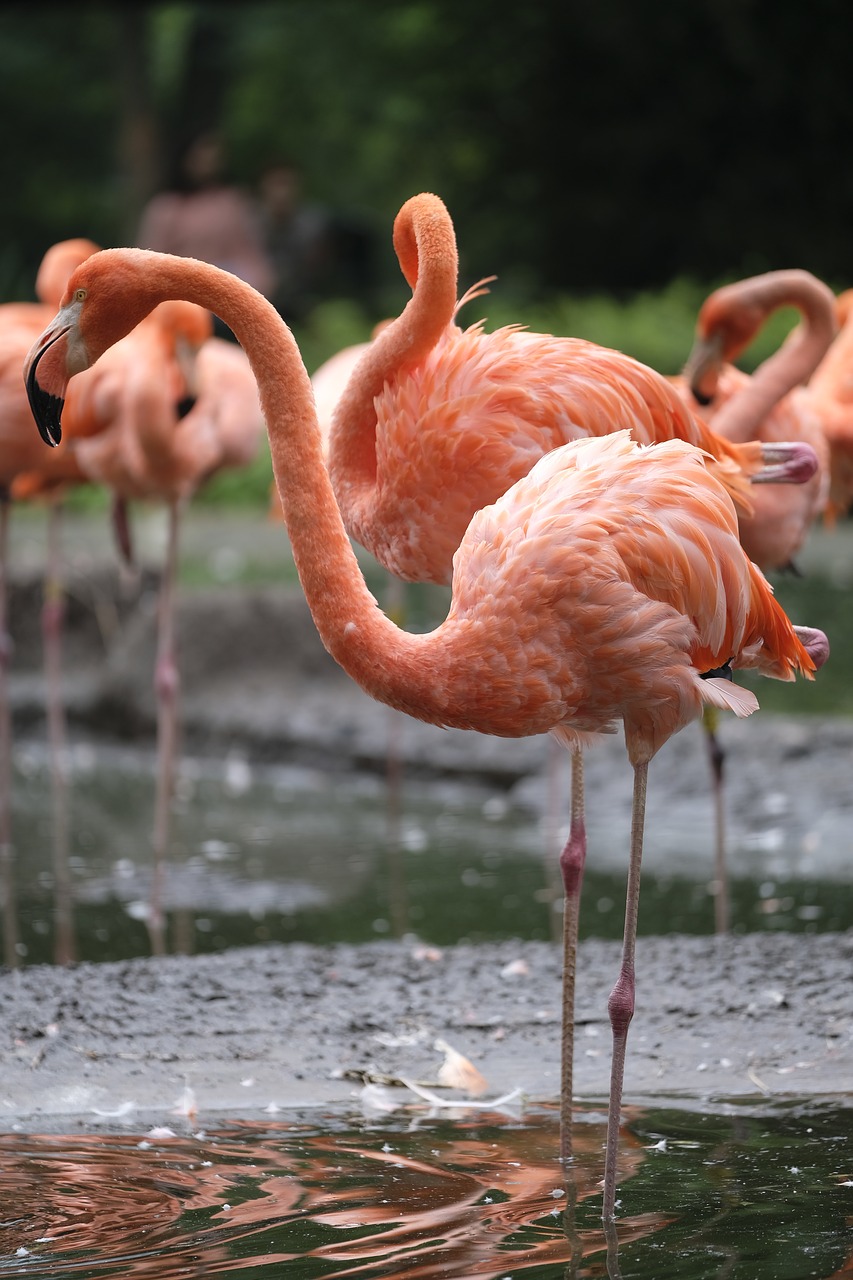 Flamingo, Paukštis, Rožinis Flamingas, Vandens Paukštis, Gamta, Zoologijos Sodas, Gyvūnas, Plunksna, Rožinis, Plumėjimas