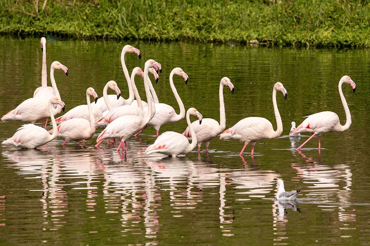 Flamingo, Paukštis, Gamta, Laukiniai, Laukinė Gamta, Natūralus, Plunksna, Nemokamos Nuotraukos,  Nemokama Licenzija