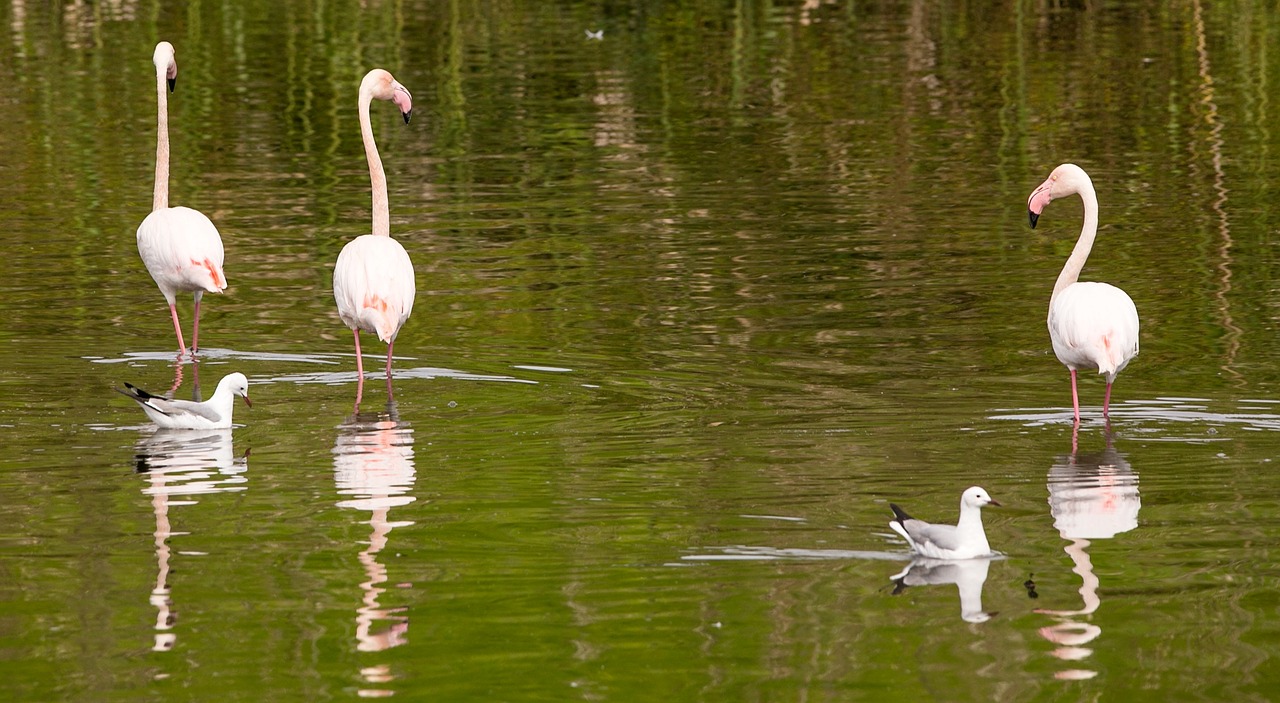 Flamingo, Paukštis, Gamta, Rožinis, Laukiniai, Laukinė Gamta, Natūralus, Sparnas, Plunksna, Nemokamos Nuotraukos