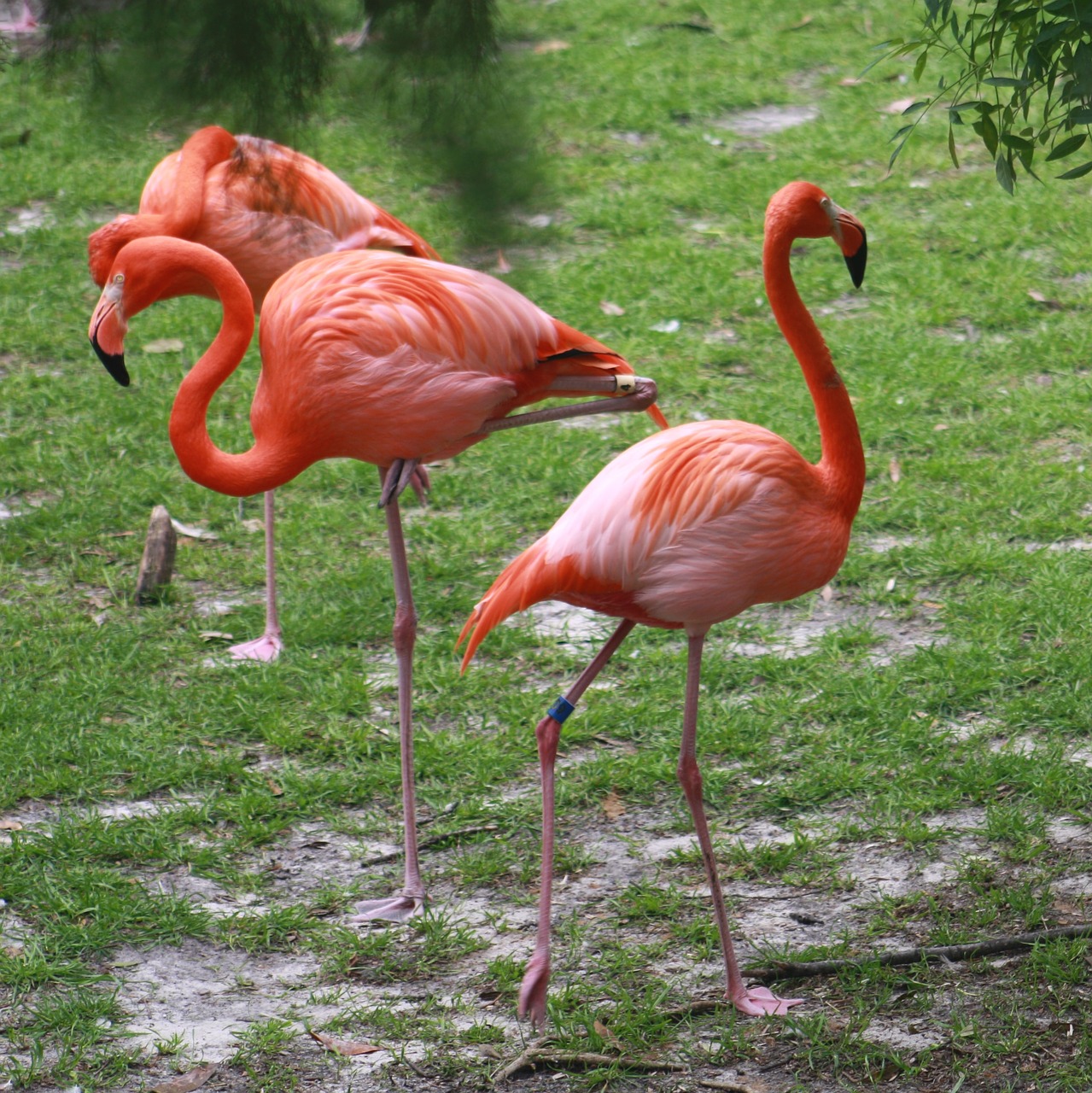 Flamingo, Flamingos, Rožinis, Paukštis, Gamta, Atogrąžų, Gyvūnas, Egzotiškas, Laukiniai, Laukinė Gamta