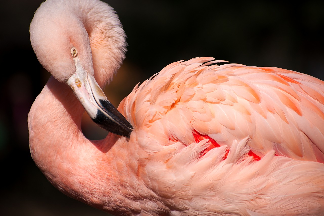Flamingo, Rožinis, Paukštis, Laukinė Gamta, Gyvūnas, Nemokamos Nuotraukos,  Nemokama Licenzija