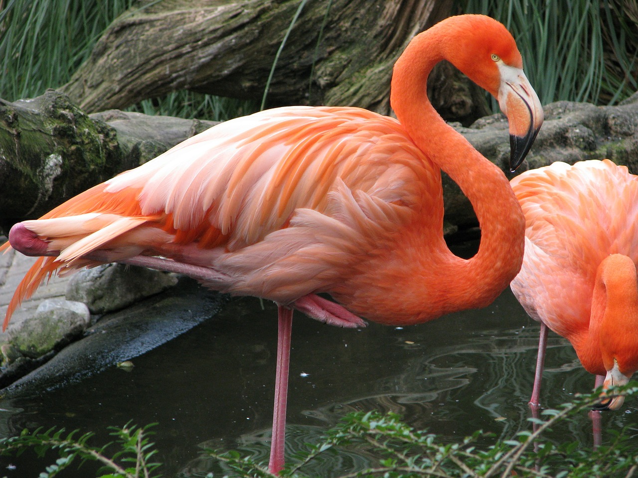 Flamingo, Paukštis, Rožinis, Raudona, Plumėjimas, Nemokamos Nuotraukos,  Nemokama Licenzija