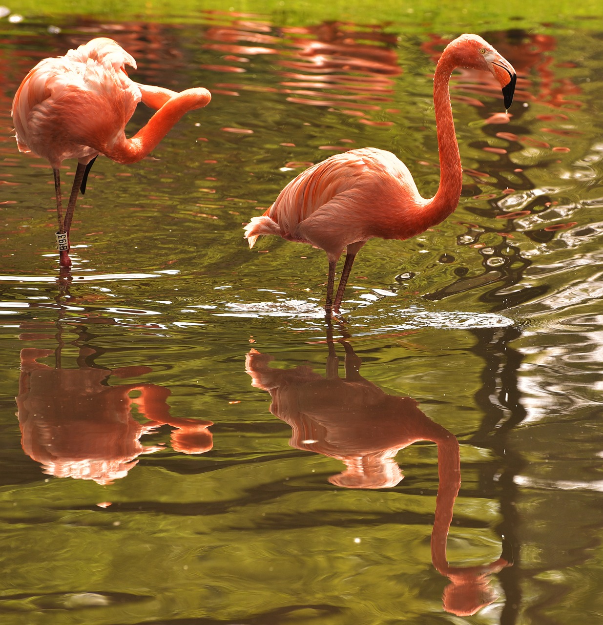 Flamingo, Rožinis, Paukštis, Vanduo, Vandens Paukštis, Rožinis Flamingas, Gyvūnas, Plunksna, Zoologijos Sodas, Spalva