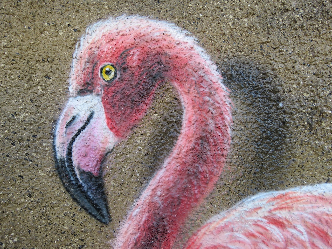 Flamingo, Sienų Menas, Siena, Zoologijos Sodas, Berlynas, Lichtenberg, Vokietija, Gyvūnas, Gamta, Laukinės Gamtos Fotografija